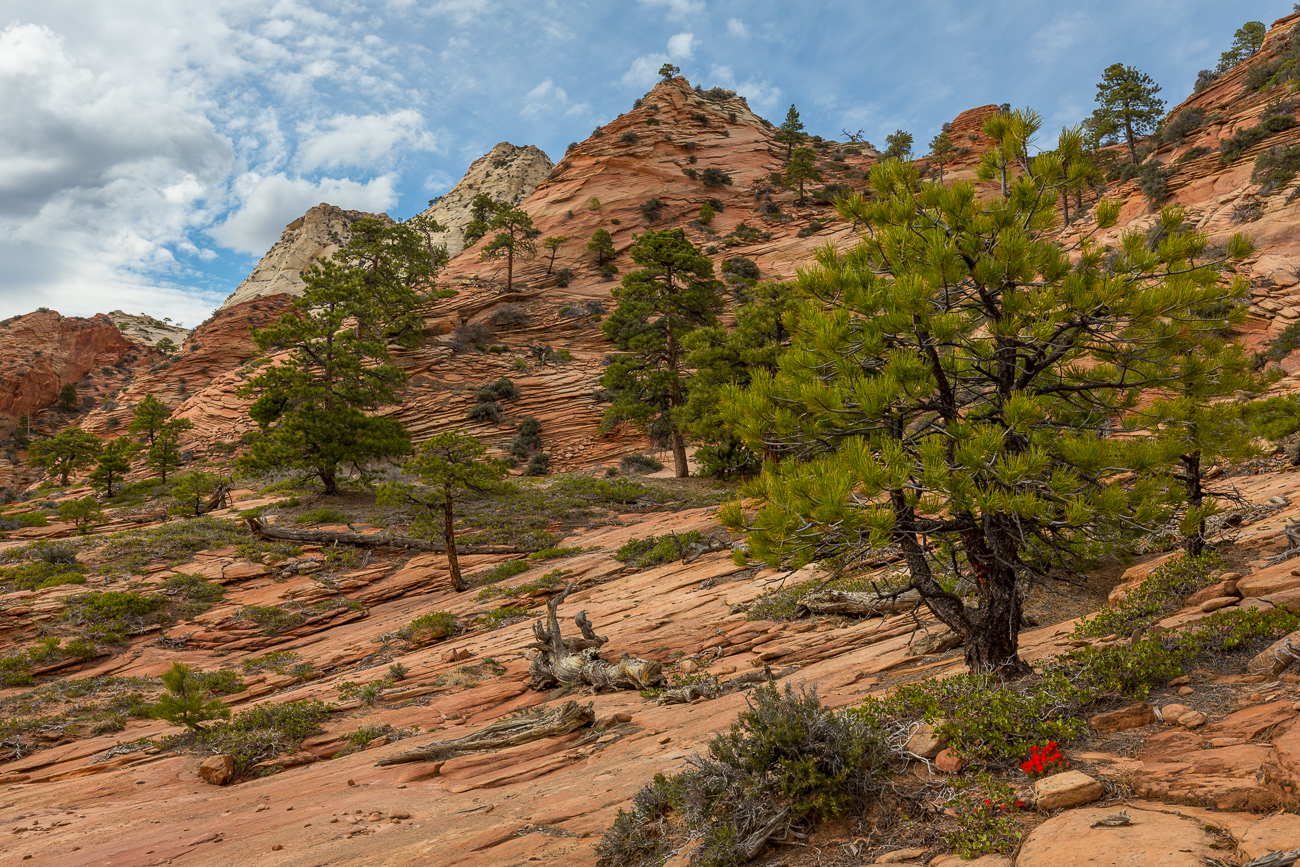 Wilderness Hiking, Zion, Kolob Terrace, Southern Utah, Desert, American Southwest, Pristine Sandstone, Canyons, Redrock, United States, Secret Places